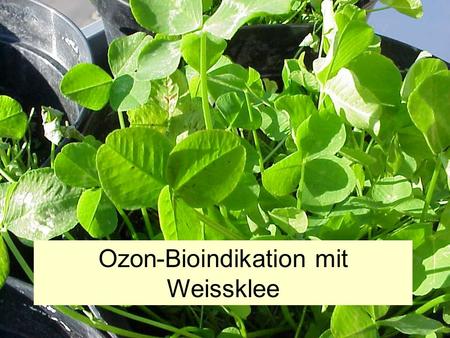 Ozon-Bioindikation mit Weissklee