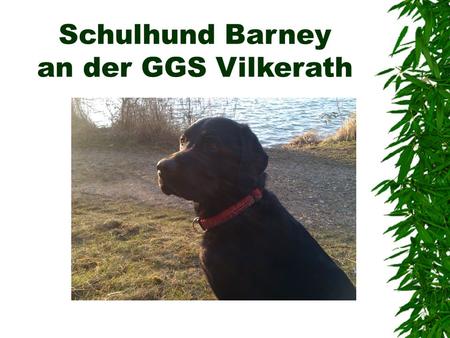 Schulhund Barney an der GGS Vilkerath