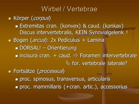 Wirbel / Vertebrae Körper (corpus)