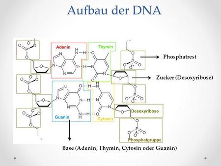 Aufbau der DNA Phosphatrest Zucker (Desoxyribose)