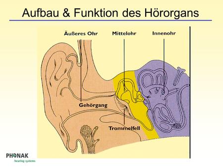 Aufbau & Funktion des Hörorgans