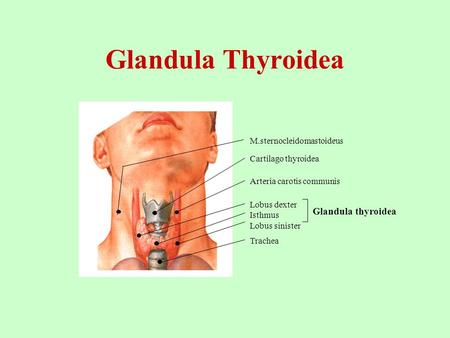 Glandula Thyroidea Glandula thyroidea M.sternocleidomastoideus