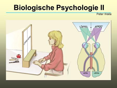Biologische Psychologie II
