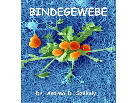 BINDEGEWEBE Dr. Andrea D. Székely.