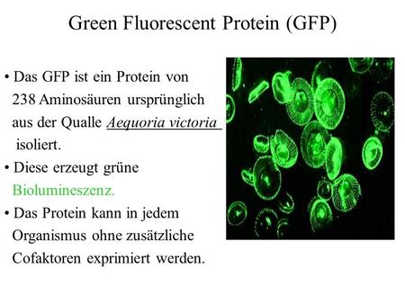 Green Fluorescent Protein (GFP)