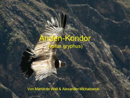 Anden-Kondor (vultur gryphus)