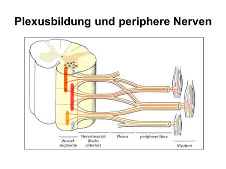Plexusbildung und periphere Nerven