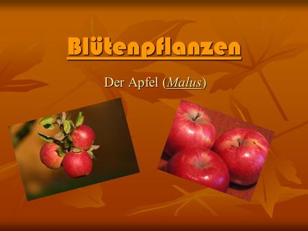 Blütenpflanzen Der Apfel (Malus).