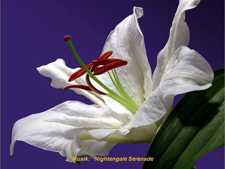 Bouquet der Freundschaft Musik: Nightengale Serenade