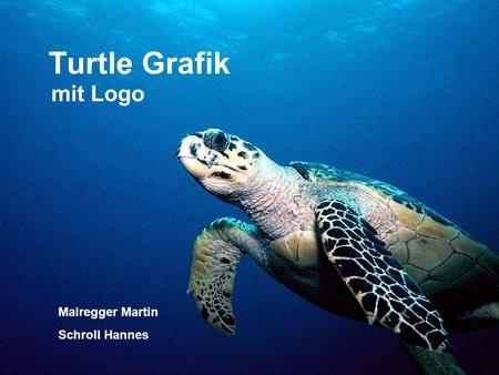 Turtle Grafik mit Logo Mairegger Martin Schroll Hannes.