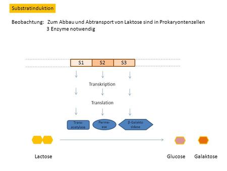 Substratinduktion Beobachtung: Zum Abbau und Abtransport von Laktose sind in Prokaryontenzellen 3 Enzyme notwendig S1 S2 S3.