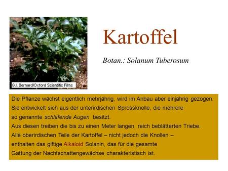 Kartoffel Botan.: Solanum Tuberosum