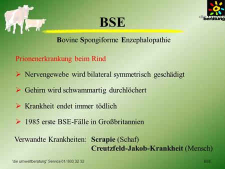 BSE Bovine Spongiforme Enzephalopathie Prionenerkrankung beim Rind