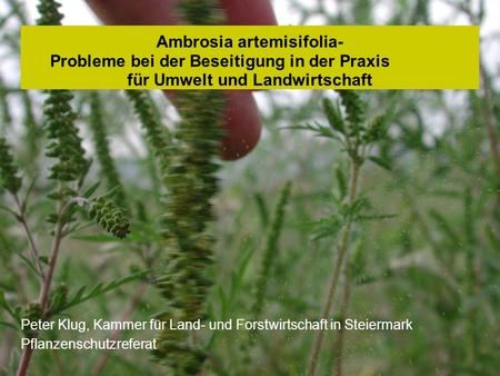 Ambrosia artemisifolia- Probleme bei der Beseitigung in der Praxis