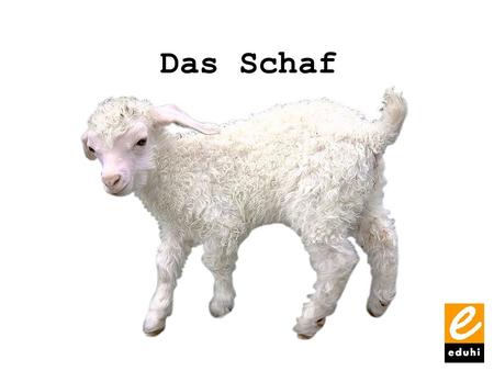 Das Schaf.