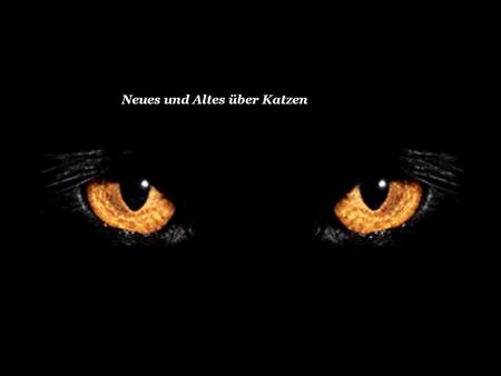 Neues und Altes über Katzen