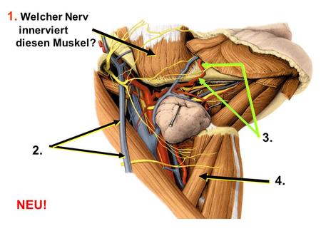 1. Welcher Nerv innerviert diesen Muskel? 3. 2. 4. NEU!