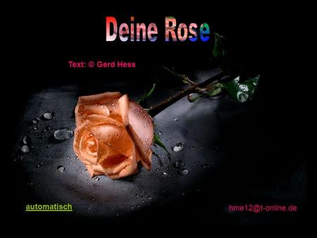 Deine Rose Text: © Gerd Hess automatisch hme12@t-online.de.