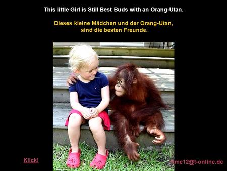 This little Girl is Still Best Buds with an Orang-Utan.