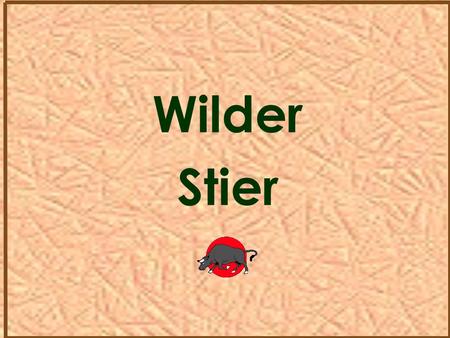 Wilder Stier.