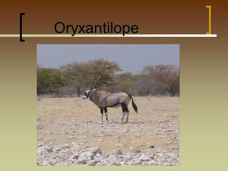 Oryxantilope.