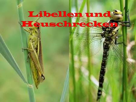 - Libellen - Nachwuchs (3 Folien) - Nahrung - Aussehen - Artenvielfalt - Heuschrecken - Nachwuchs - Gesang der Heuschrecken - Artenvielfalt(2 Folien)