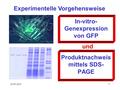 29.05.20161 In-vitro- Genexpression von GFP Produktnachweis mittels SDS- PAGE Experimentelle Vorgehensweise und.