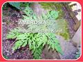 AMBROSIA ein gefährliches Kraut. Das Problem: Ambrosia- Pollen enthalten einen aggressiven Eiweiß- cocktail, auf den Heu- schnupfen-Geplagte mit 80-prozentiger.