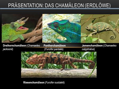 Präsentation: Das Chamäleon (ERdlöwe)