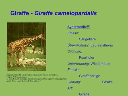 Giraffe - Giraffa camelopardalis Netzgiraffen (Giraffa camelopardalis reticulata) im Tiergarten Nürnberg. Fotograf: Jochen Ackermann. Mit freundlicher.