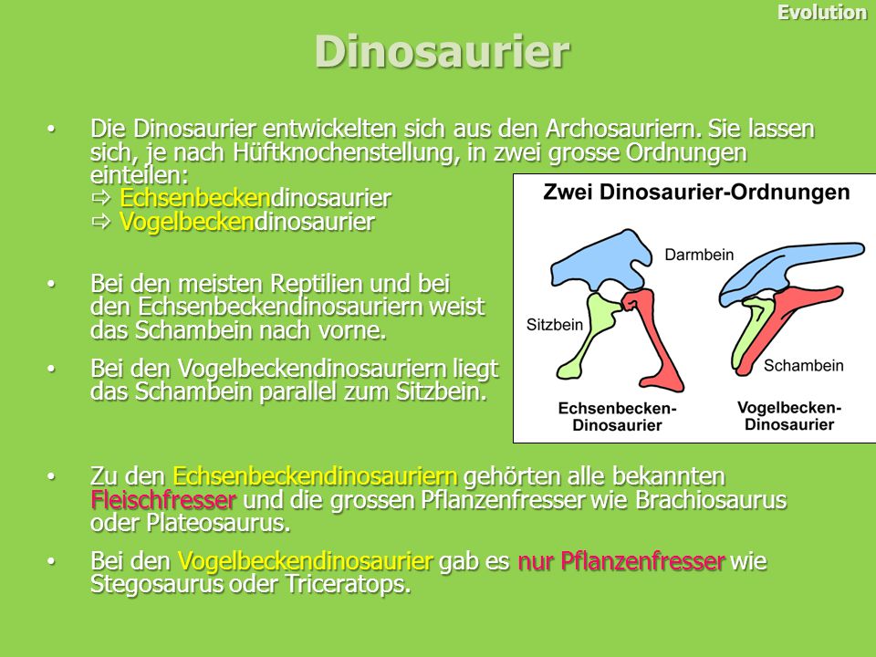 Evolution Fischsaurier  ppt video online herunterladen