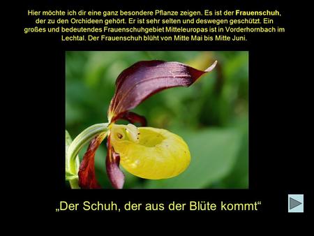 Hier möchte ich dir eine ganz besondere Pflanze zeigen. Es ist der Frauenschuh, der zu den Orchideen gehört. Er ist sehr selten und deswegen geschützt.