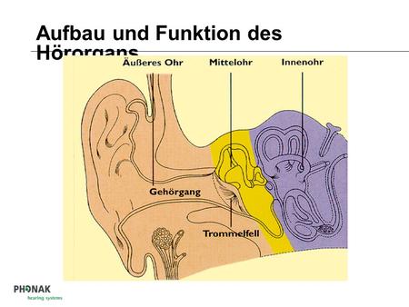 Aufbau und Funktion des Hörorgans