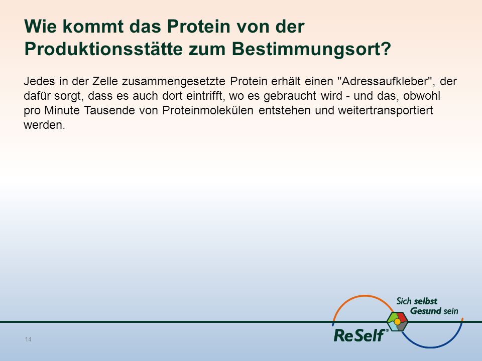 Wie kommt das Protein von der Produktionsstätte zum Bestimmungsort