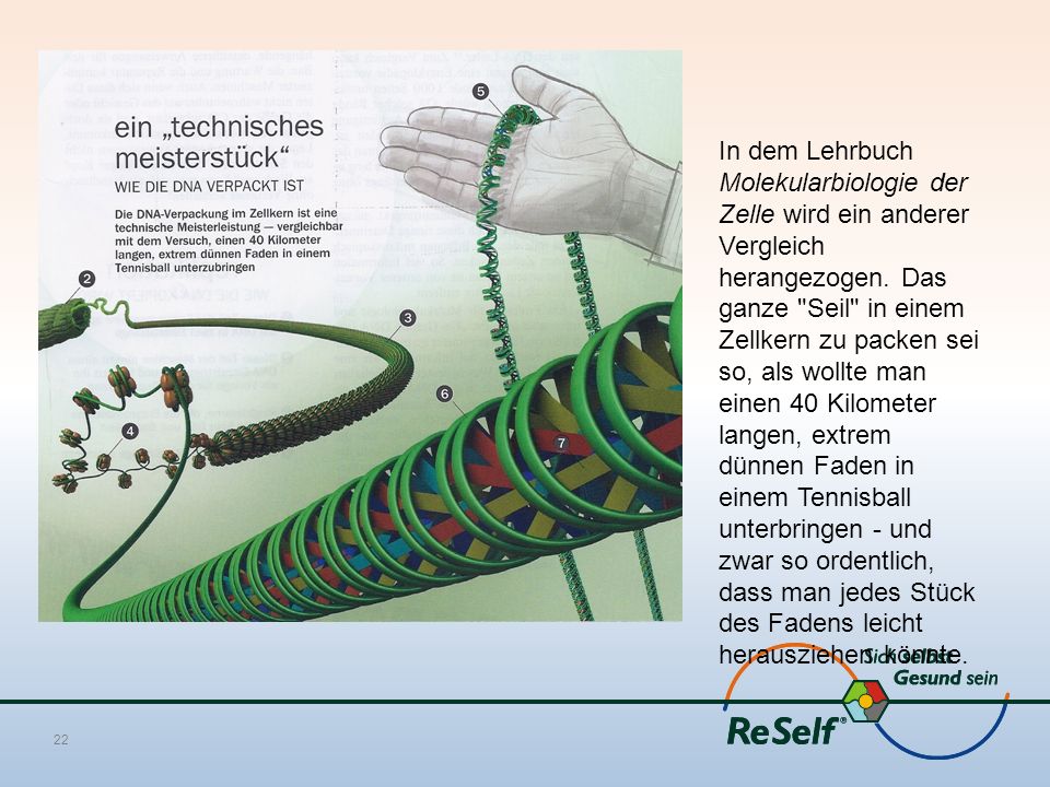 In dem Lehrbuch Molekularbiologie der Zelle wird ein anderer Vergleich herangezogen.