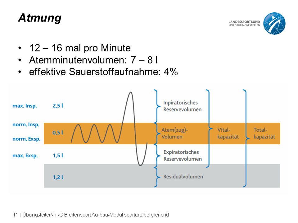 Atmung 12 – 16 mal pro Minute Atemminutenvolumen: 7 – 8 l