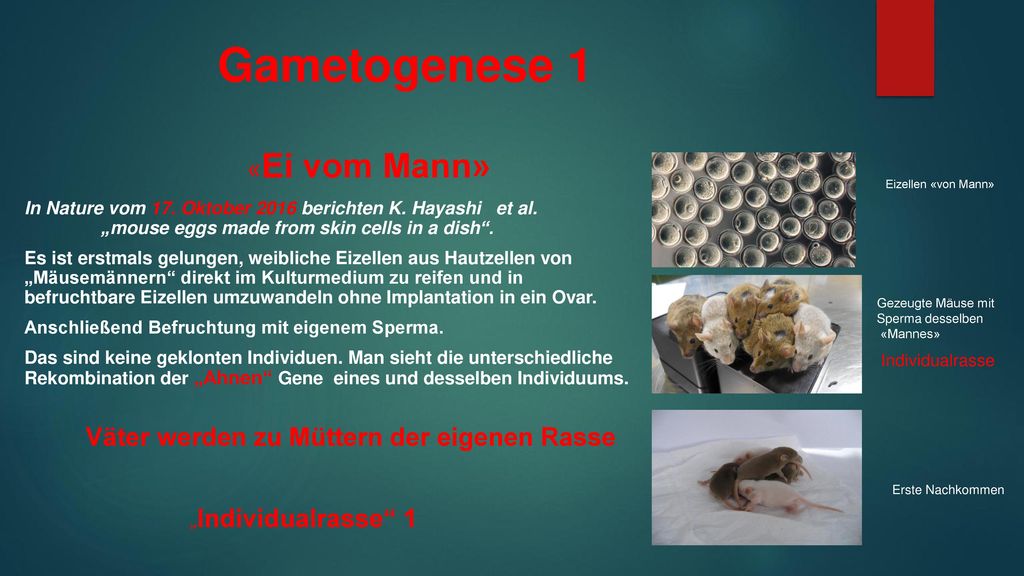 Gametogenese 1 «Ei vom Mann» Väter werden zu Müttern der eigenen Rasse