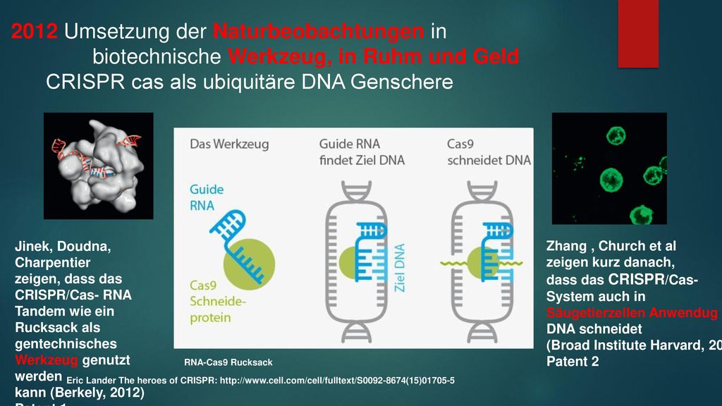 2012 Umsetzung der Naturbeobachtungen in biotechnische Werkzeug, in Ruhm und Geld CRISPR cas als ubiquitäre DNA Genschere