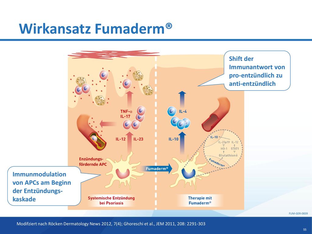 Wirkansatz Fumaderm® Enzündungs-fördernde APC. Shift der Immunantwort von pro-entzündlich zu anti-entzündlich.