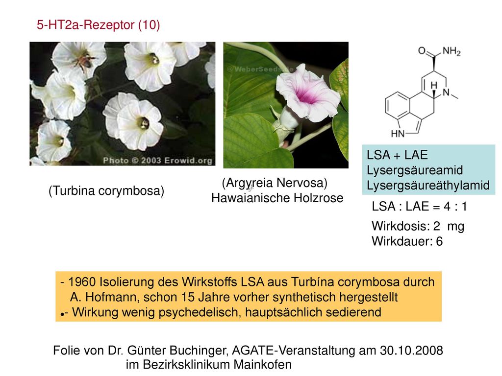 5-HT2a-Rezeptor (10) LSA + LAE. Lysergsäureamid. Lysergsäureäthylamid. (Argyreia Nervosa) Hawaianische Holzrose.