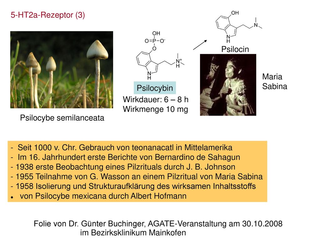 5-HT2a-Rezeptor (3) Psilocin. Maria. Sabina. Psilocybin. Wirkdauer: 6 – 8 h. Wirkmenge 10 mg. Psilocybe semilanceata.