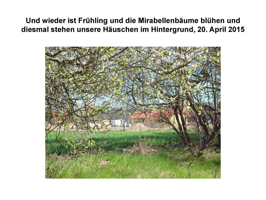 Und wieder ist Frühling und die Mirabellenbäume blühen und diesmal stehen unsere Häuschen im Hintergrund, 20.