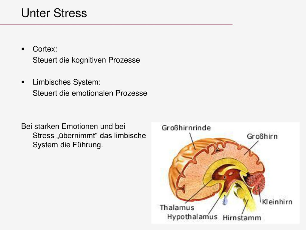 Unter Stress Cortex: Steuert die kognitiven Prozesse