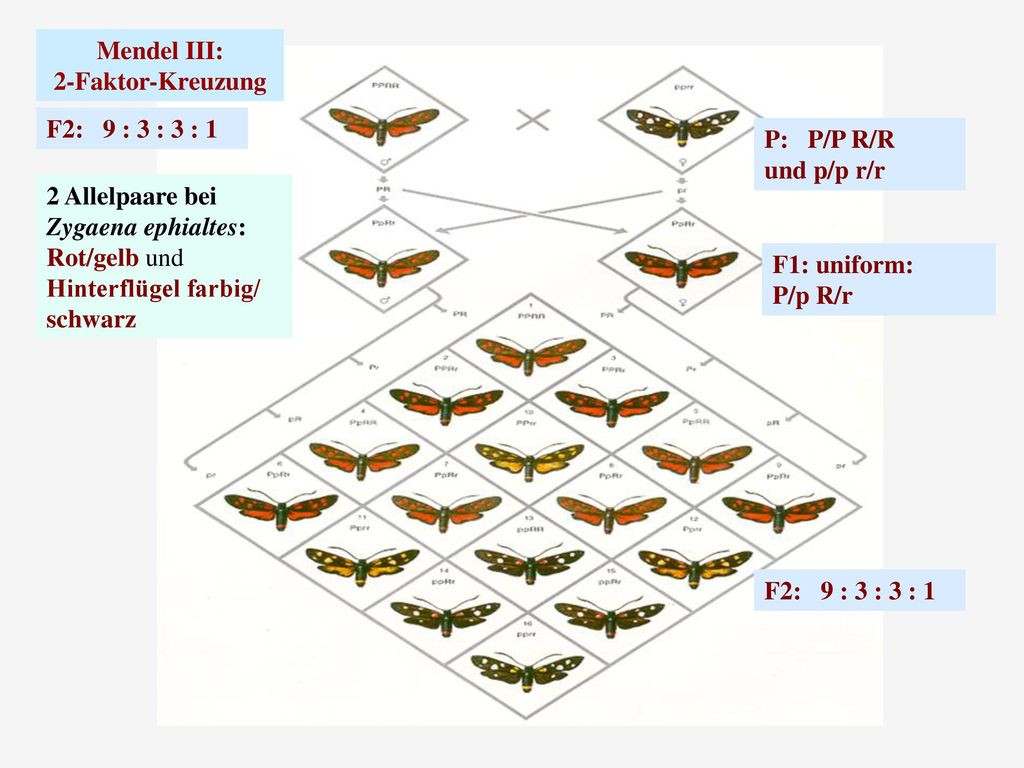 Mendel III: 2-Faktor-Kreuzung. F2: 9 : 3 : 3 : 1. P: P/P R/R. und p/p r/r. 2 Allelpaare bei.