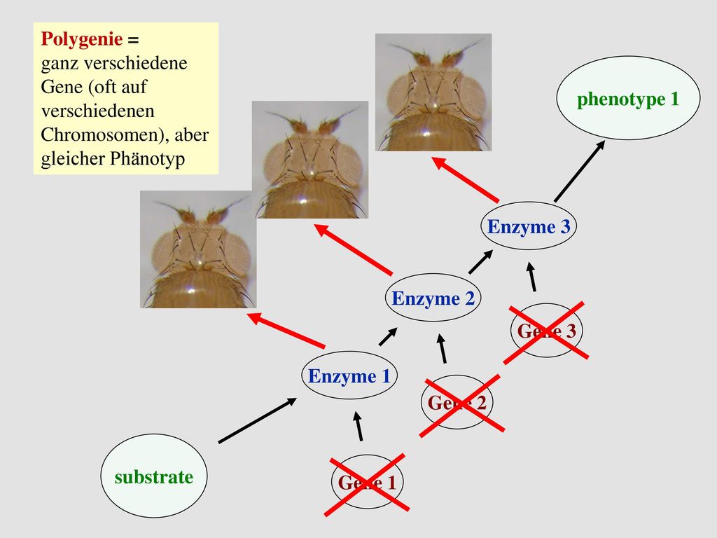 Polygenie = ganz verschiedene Gene (oft auf verschiedenen Chromosomen), aber gleicher Phänotyp. phenotype 1.