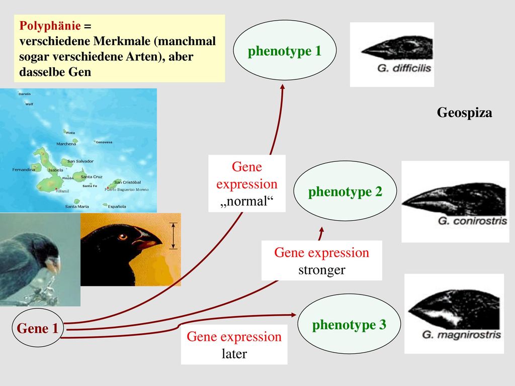 phenotype 1 Geospiza phenotype 2 phenotype 3 Gene 1
