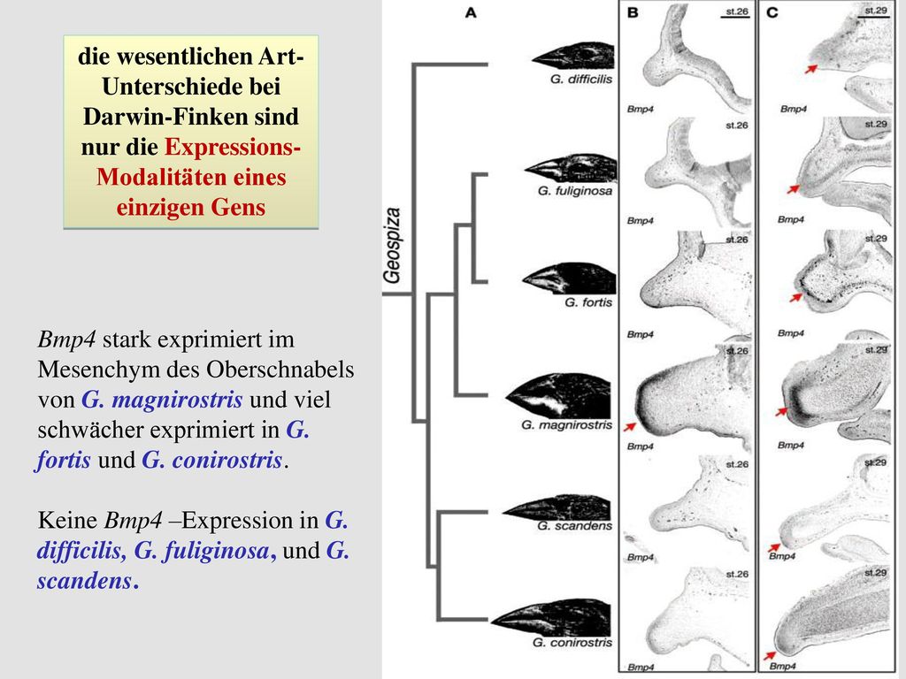 die wesentlichen Art-Unterschiede bei Darwin-Finken sind nur die Expressions-Modalitäten eines einzigen Gens