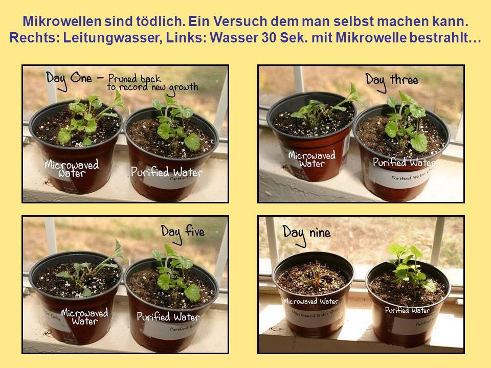 Mikrowellen sind tödlich. Ein Versuch dem man selbst machen kann