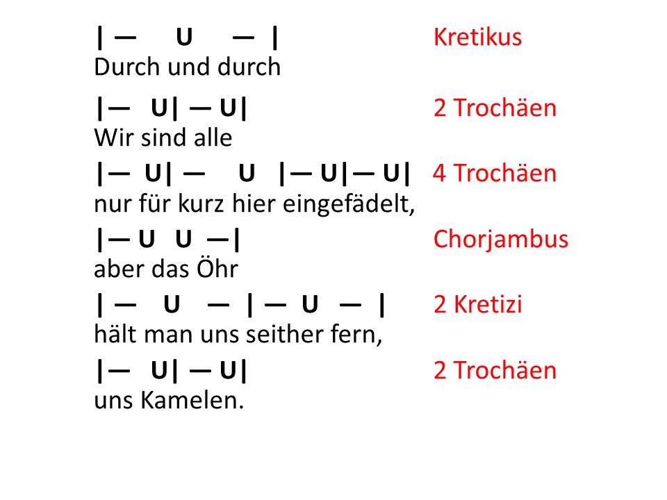 | — U — | Kretikus Durch und durch |— U| — U| 2 Trochäen Wir sind alle |— U| — U |— U|— U| 4 Trochäen nur für kurz hier eingefädelt, |— U U —| Chorjambus aber das Öhr | — U — | — U — | 2 Kretizi hält man uns seither fern, uns Kamelen.