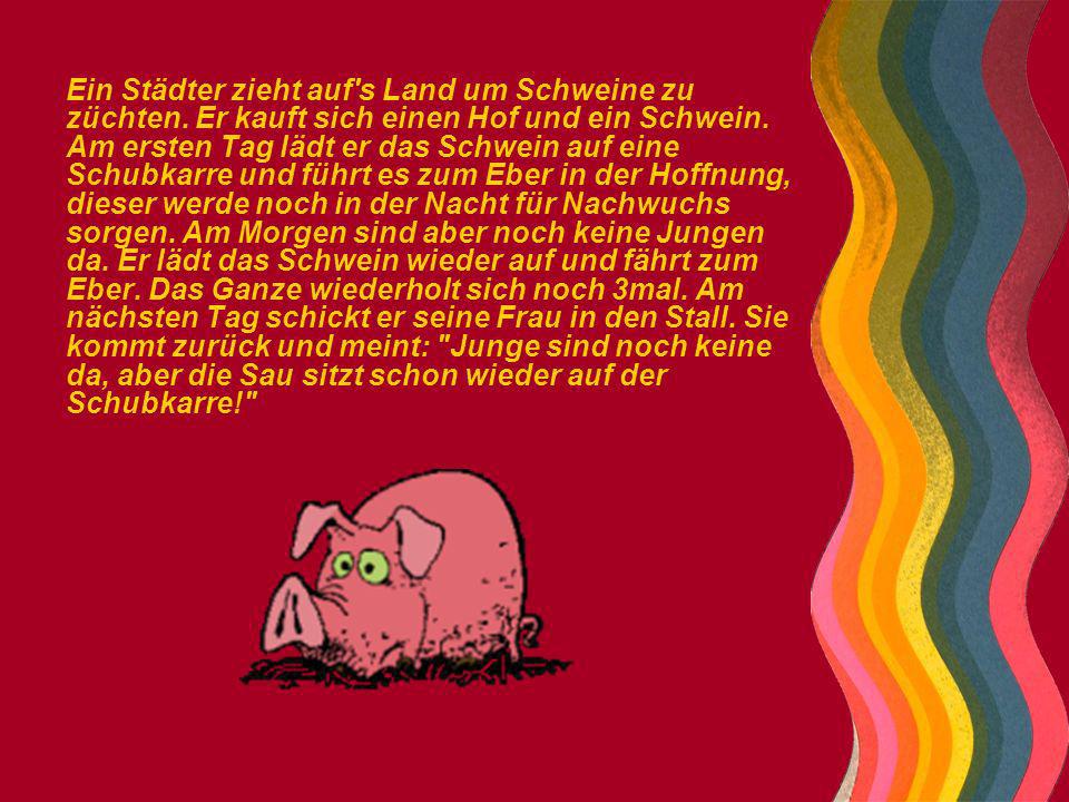 Ein Städter zieht auf s Land um Schweine zu züchten